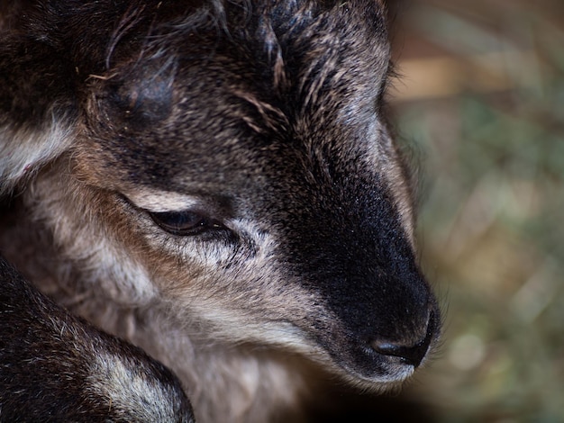 Foto a ovelha soay é uma raça primitiva de ovelha doméstica descendente de uma população de ovelhas selvagens na ilha de soay, no arquipélago de st. kilda.