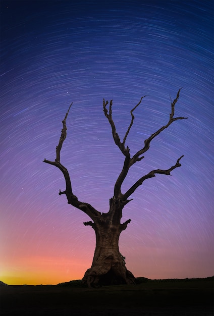 A paisagem com estrelas arrasta sobre a árvore grande inoperante da silhueta no monte no nascer do sol.