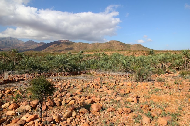 A paisagem da ilha de Socotra Oceano Índico Iêmen