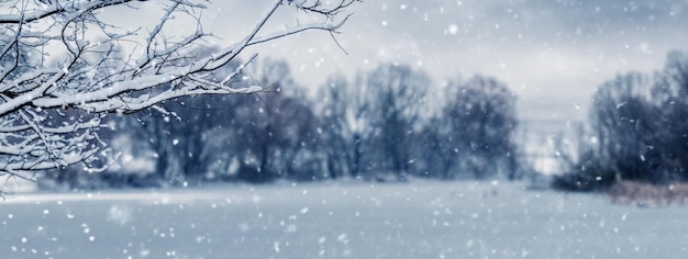 A paisagem de inverno é um galho de árvore nevado perto do rio durante a queda de neve Queda de neve no campo