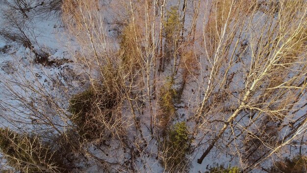 A paisagem de inverno em uma neve cobriu uma forte queda de neve molhada uma espessa camada de neve nos galhos das árvores