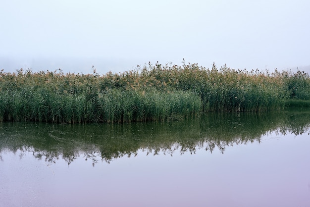 A paisagem de um lago no parque