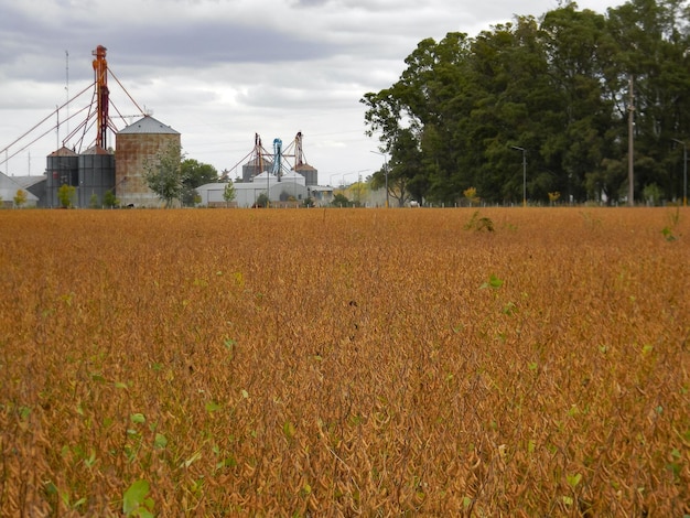 A paisagem do campo é soja e silos