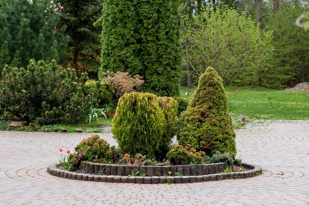 A paisagem do jardim de arbustos e arbustos de forma geométrica decoram com flores coloridas florescendo em verde