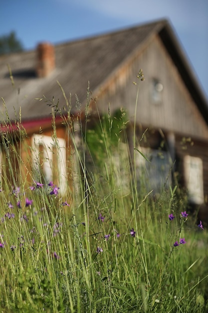 A paisagem é verão Árvores verdes e grama em uma paisagem rural Natureza dia de verão Folhas nos arbustos