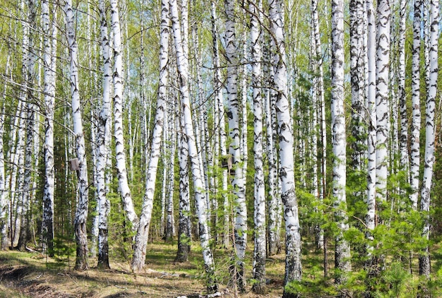 A paisagem em uma floresta de bétulas no início da primavera