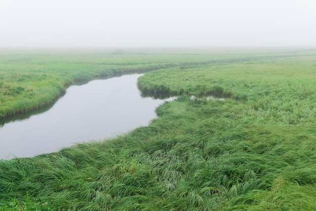 A paisagem matinal, um vasto prado com grama exuberante, está escondida pelo nevoeiro