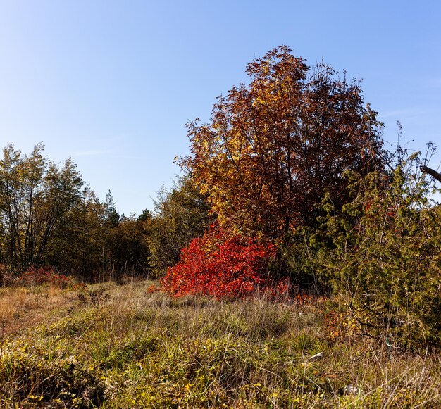 A paisagem natural do Parque Skocjanske coberta pela árvore de fumaça europeia Cotinus coggygria e ervas de estepe