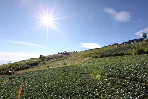 A paisagem parece muito bonita.