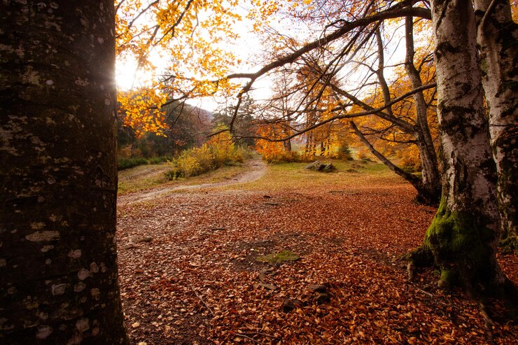 Foto a paisagem rural da floresta de outono nas montanhas