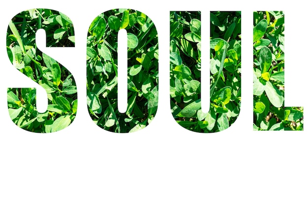 Foto a palavra alma da grama verde isolada no fundo branco. elementos para o seu design.