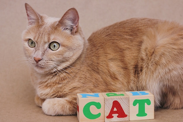 A palavra gato aparece em cubos de madeira ao lado do gato vermelho. aprendendo inglês.