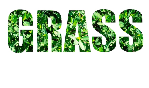 A palavra GRAMA da grama verde isolada no fundo branco. Elementos para o seu design.