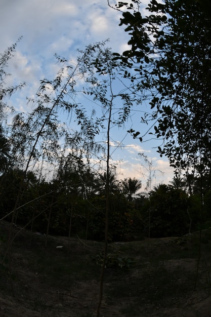 A palmeira a tamareira ou a tamareira é uma árvore pertencente à família Armadillo
