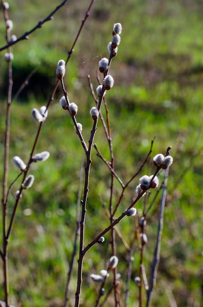 A palmeira floresce na primavera