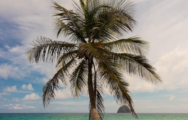 A palmeira na praia do Caribe