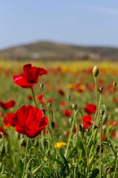 A papoila vermelha Papaver rhoeas com botões à luz do sol