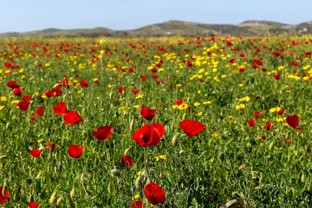 A papoila vermelha Papaver rhoeas com botões à luz do sol