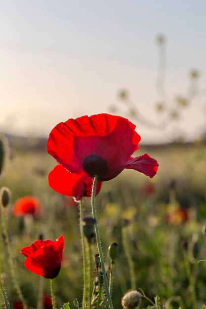 A papoila vermelha papaver rhoeas com botões à luz do sol