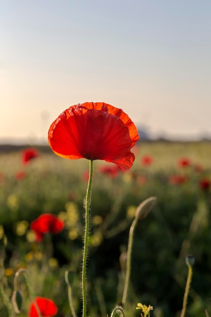 A papoila vermelha papaver rhoeas com botões à luz do sol