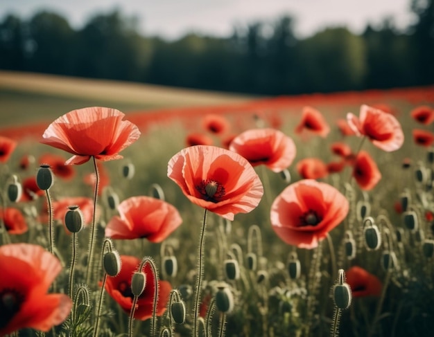 Foto a papoula é uma planta com flores da subfamília papaveroideae da família papaveraceae.o papaver é um gênero de plantas anuais, biennais e perenes tolerantes à geada.