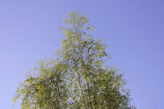 A parte superior de uma árvore de vidoeiro no céu azul