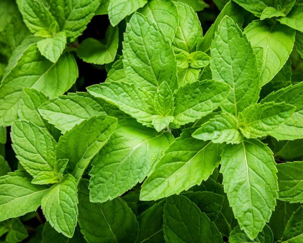 A pastilha de hortelã crescente fresca do close up sae da profundidade de foco seletivo de campo rasa.