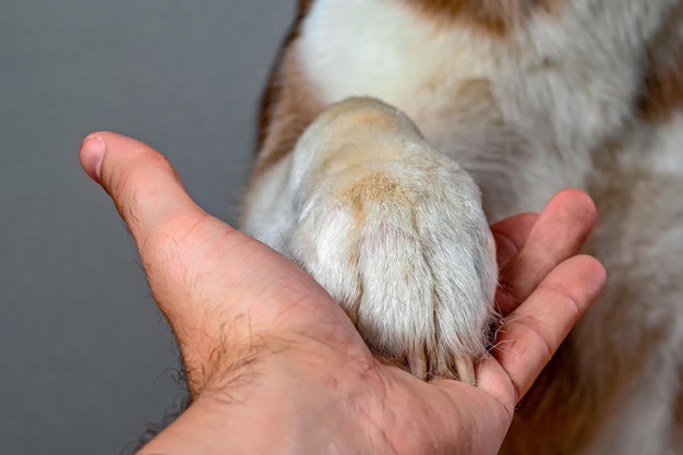 A pata de um cachorro na palma de um homem amizade e confiança