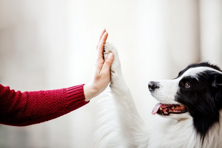 A pata do cão e a mão humana estão fazendo um aperto de mão