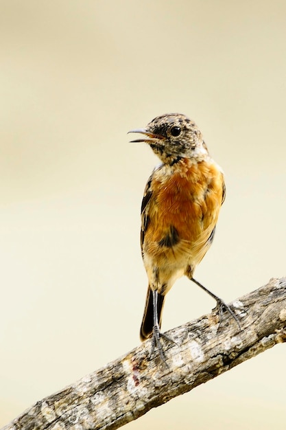 A pedra de pedra africana é uma espécie de ave passeriforme da família muscicapidae