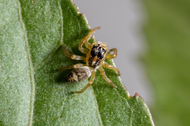 A pequena aranha saltadora do gênero frigga em uma folha de hibisco sabdariffa