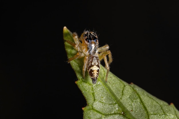 A pequena aranha saltadora do gênero frigga em uma folha de hibisco sabdariffa