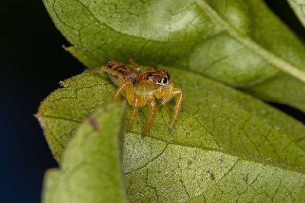 A pequena aranha saltadora do gênero Frigga