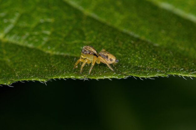 A pequena aranha saltadora do gênero Frigga