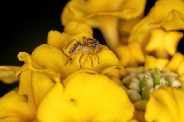 A pequena aranha saltadora do gênero Frigga