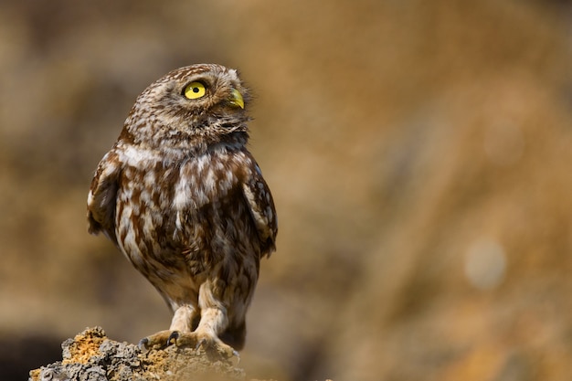 A pequena coruja está na pedra em um fundo bonito