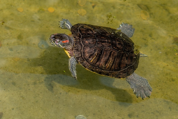 A pequena tartaruga flutua no rio em dia quente de verão