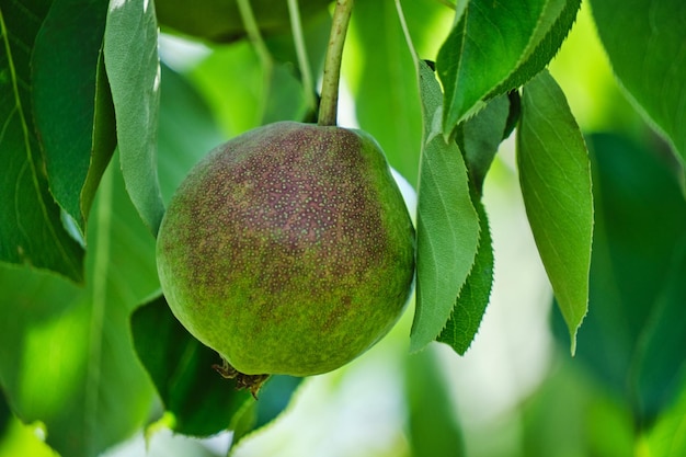 A pêra de amadurecimento está pendurada na árvore entre folhagem verde em dia ensolarado