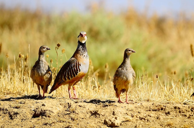 A perdiz vermelha é uma espécie de ave galiforme da família phasianidae