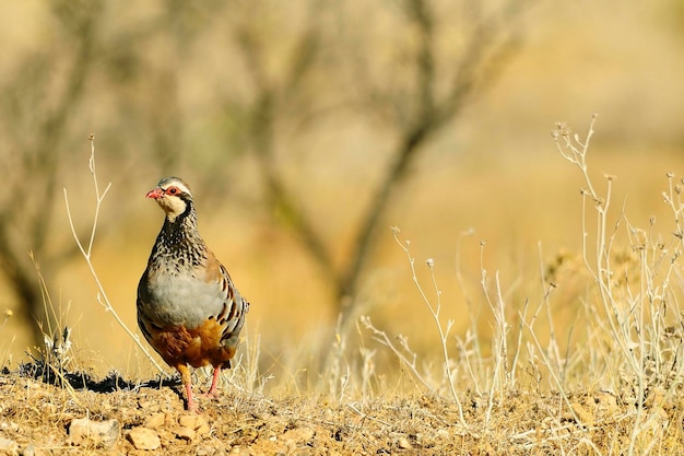 A perdiz vermelha é uma espécie de ave galiforme da família phasianidae