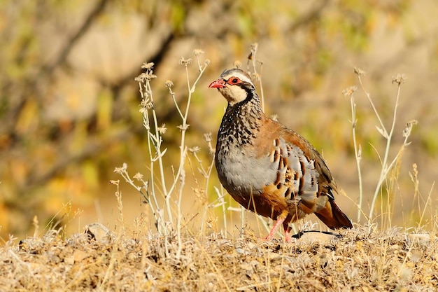 A perdiz vermelha é uma espécie de ave galiforme da família phasianidae