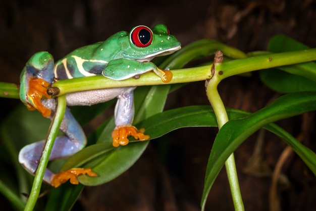 A perereca de olhos vermelhos deita-se no caule da planta e sonha