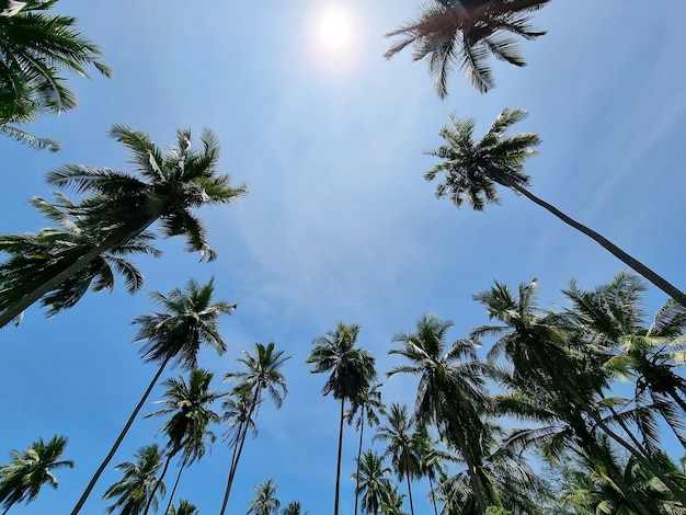 A perspectiva da plantação de coqueiros no céu azul com fundo do nascer do sol