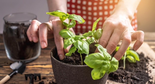 A pessoa em um avental vermelho está plantando cuidadosamente jovens mudas verdes no pote conceito de jardinagem primavera e hob