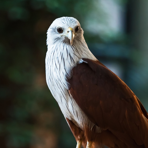 A pipa brahminy (Haliastur indus)