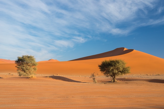 A pitoresca Sossusvlei e Deadvlei, panela de barro e sal com trançadas Acácias cercadas por dunas de areia majestosas