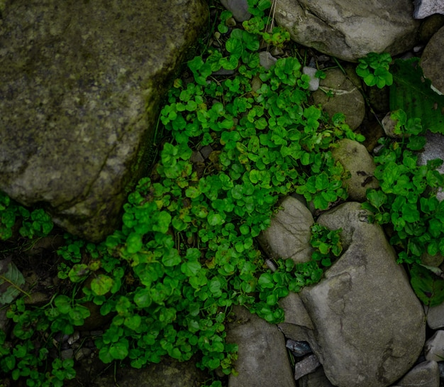 Foto a planta cresce debaixo das pedras. fundo natural