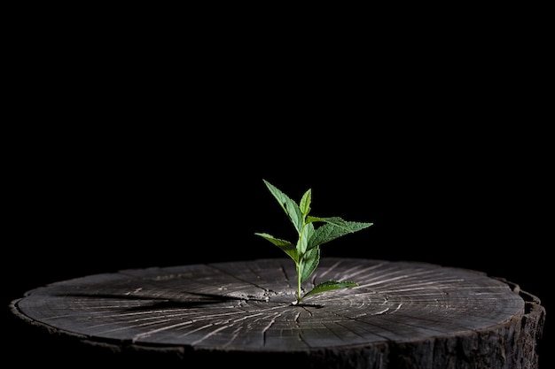 A planta cresce na madeira