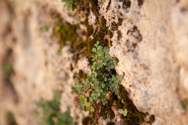 A planta cresce na pedra