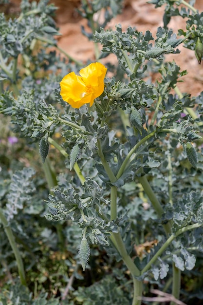 A planta curativa Glaucium flavum closeup